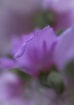 Hibiscus Petal