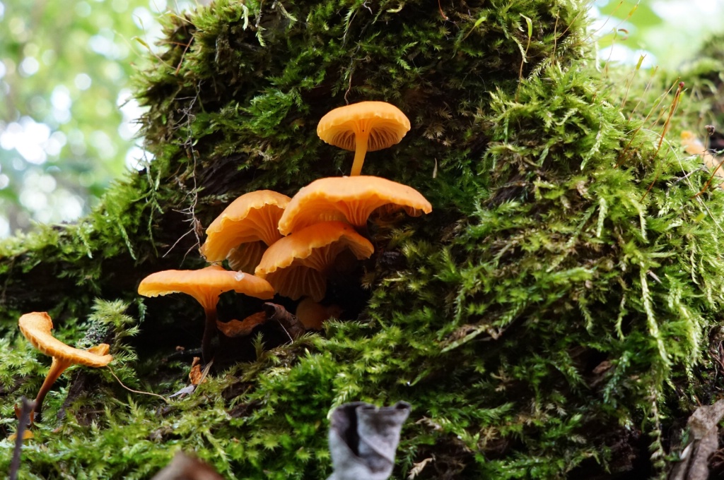 View from the forest floor