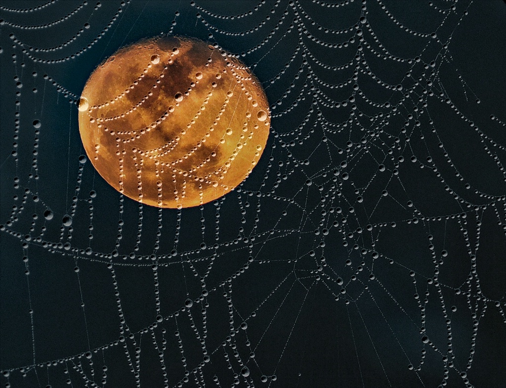 Moon Web