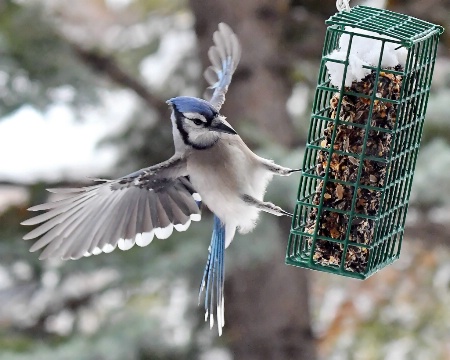 Blue Jay