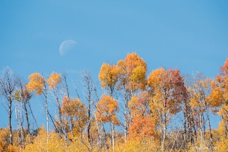 The Beauty of Fall