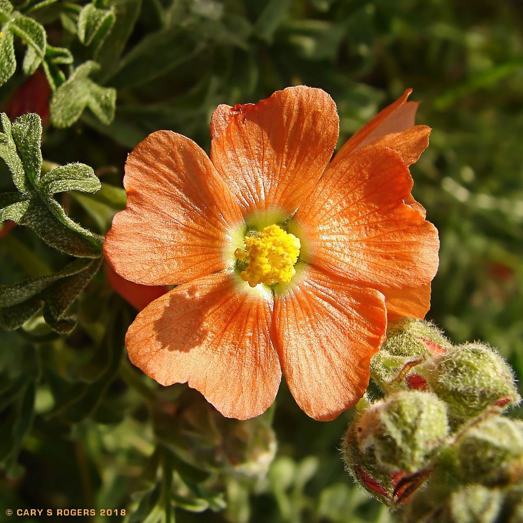 Wild Globemallow