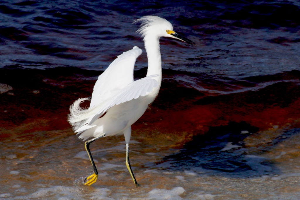 Strolling The Beach - ID: 15632808 © Rhonda Maurer