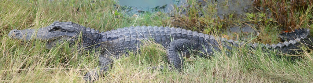 An American Alligator - ID: 15632813 © Rhonda Maurer