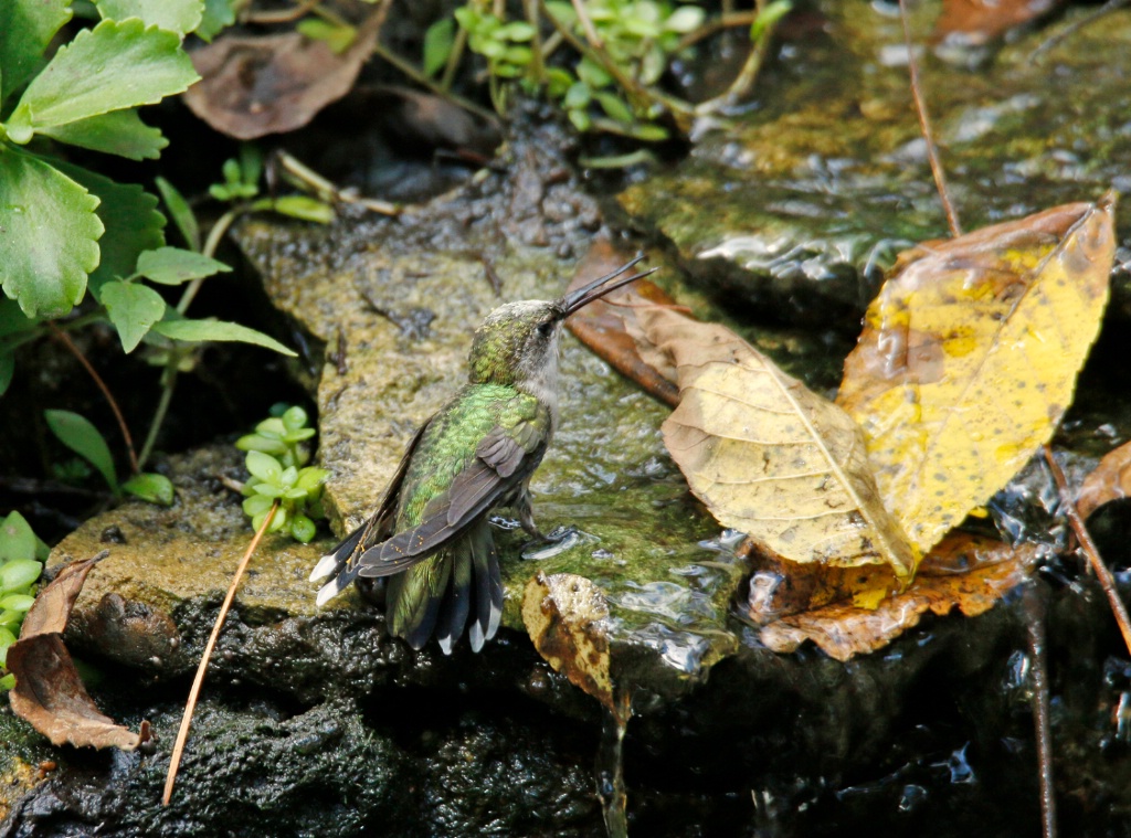 Thirst - ID: 15632816 © Rhonda Maurer