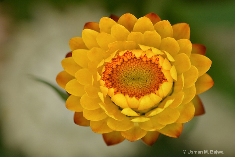 Crown of the garden