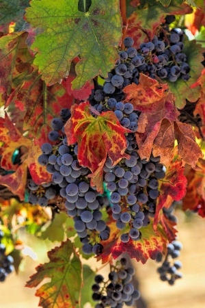 Fall Vineyard Colors