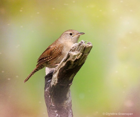 Little House Wren