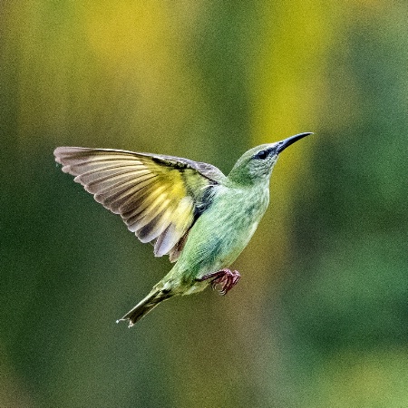 Honeycreeper