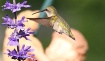 One of My Humming...