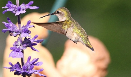One of My Hummingbirds
