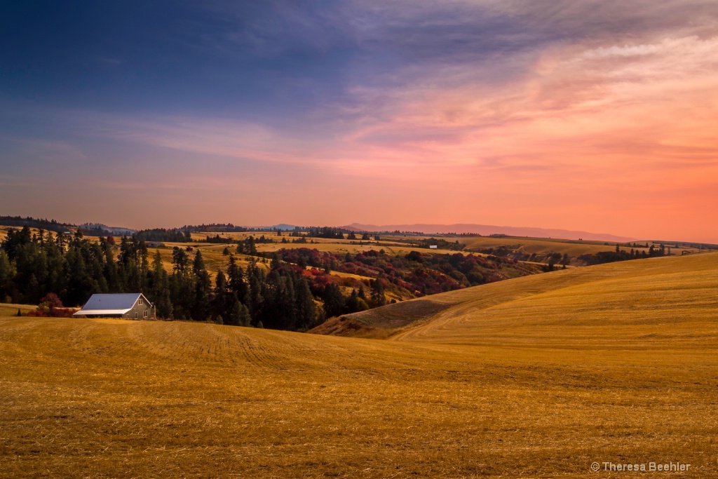 Autumn Gold Crop