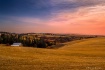 Autumn Gold Crop