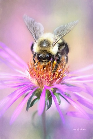 Bee on an Aster Flower