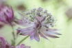 Astrantia
