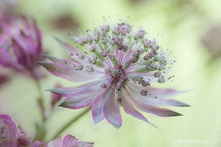 Astrantia