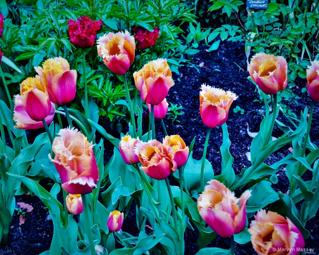 Anyone like Tulips?