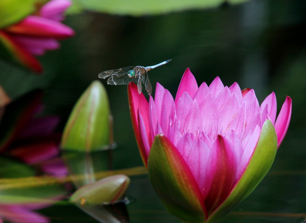 Weathered Dragonfly - ID: 15633102 © Rhonda Maurer