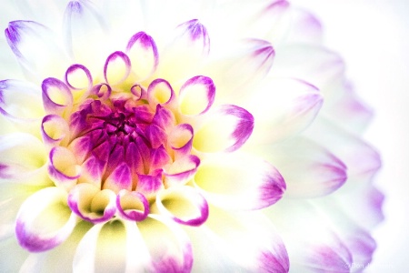 Purple Tinged Dahlia 3-0 F LR 9-30-18 J168 edited-