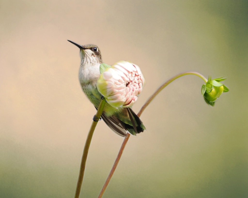  Male Juvenile on Dahlia Bud