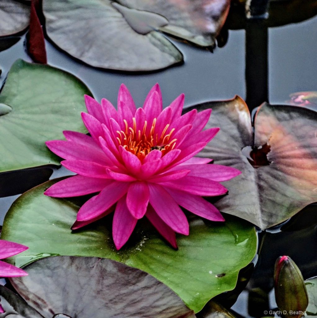 Water Lily Bloom 