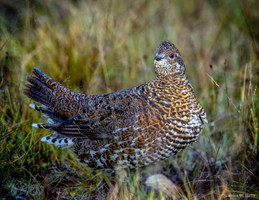 Spruce Grouse in Miane