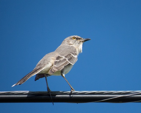 Mockingbird on a Wire