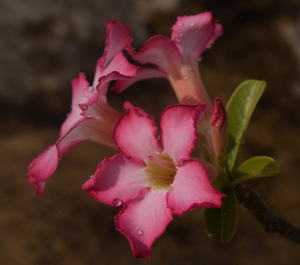 Adenium with droplets