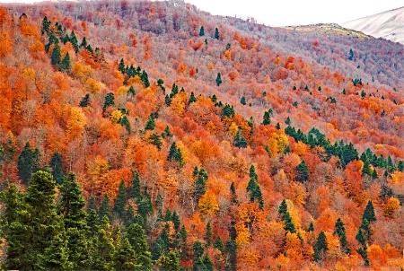 Mountain woods in fall colors.