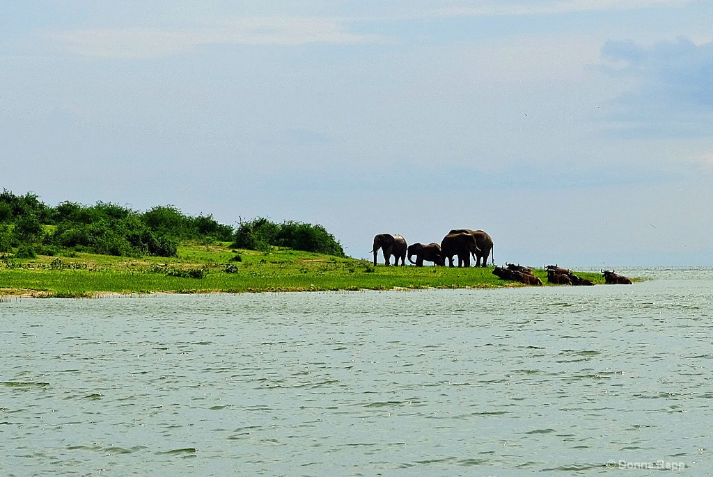 Elephants on shore