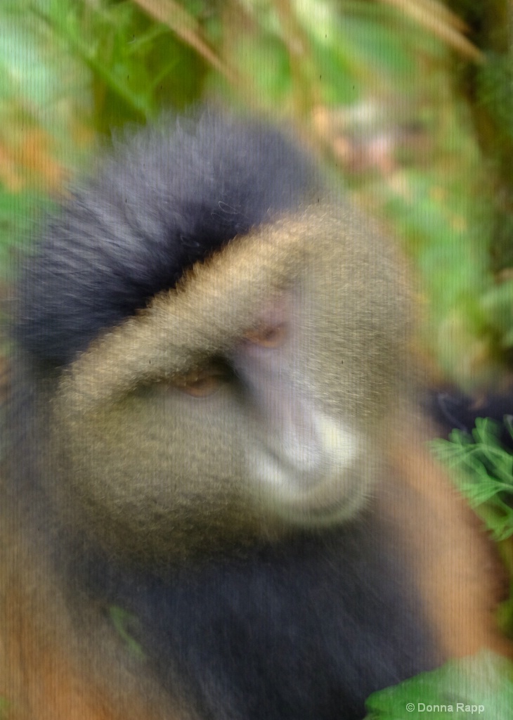 Golden Monkey blurred