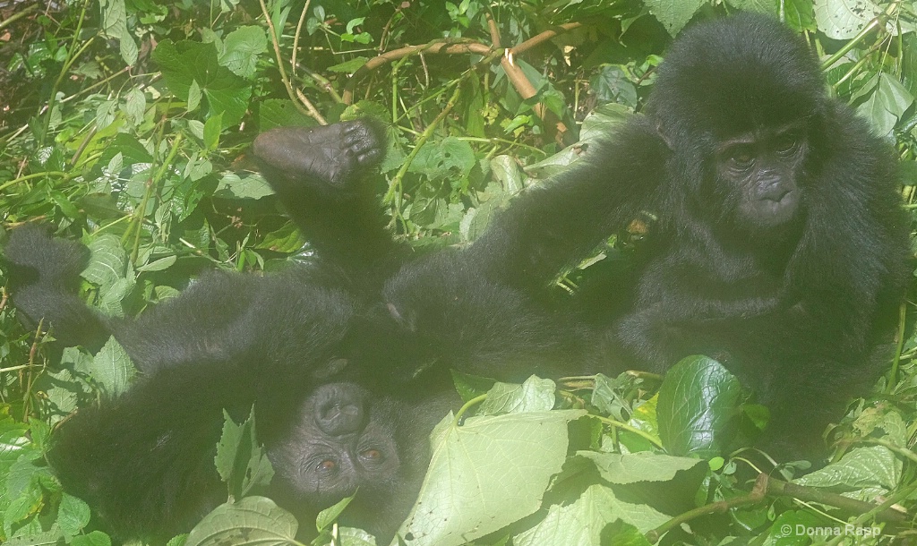 Gorilla babies at play