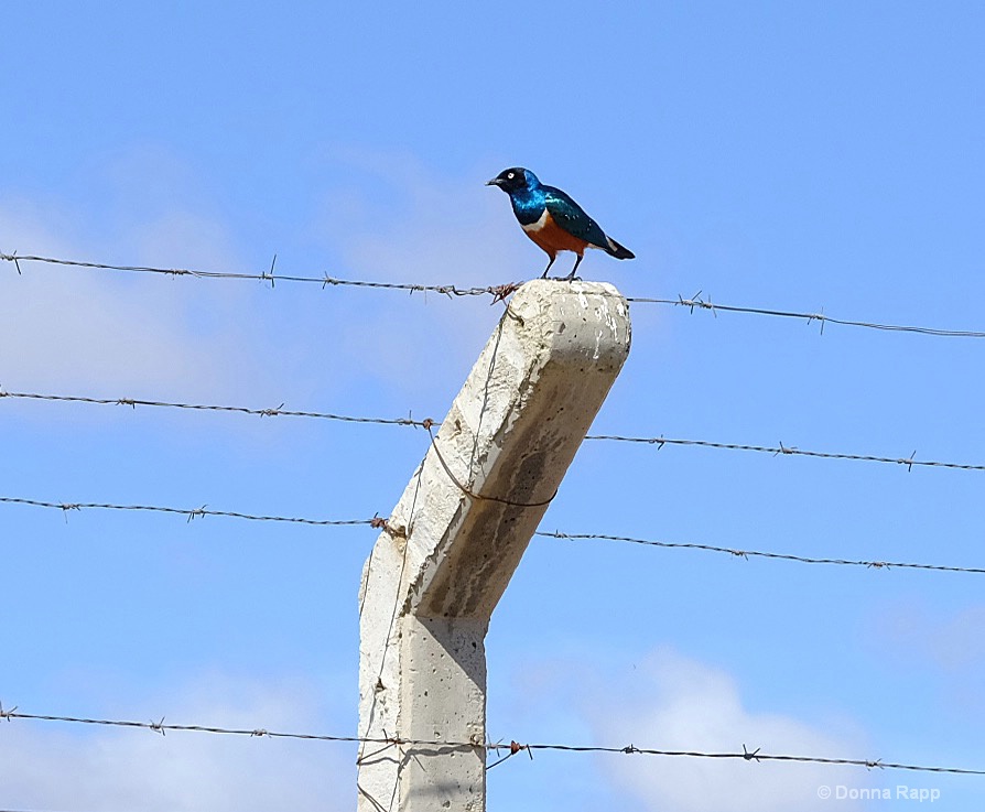 Supreme Starling on barbed wire