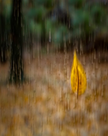 Falling Rain and Leaves  6523