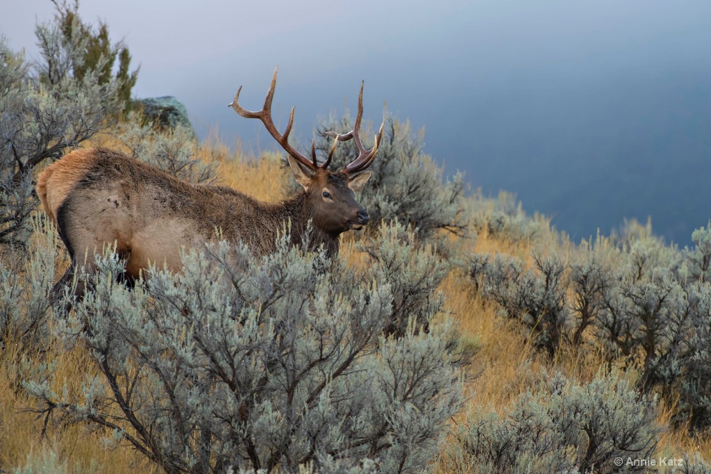 Sagebrush Elk - ID: 15634455 © Annie Katz