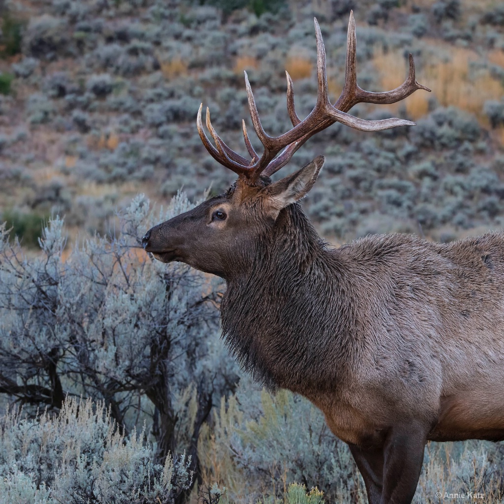 Sagebrush Yellowstone Elk - ID: 15634456 © Annie Katz