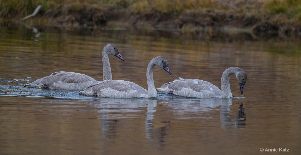 Three Swans - ID: 15634477 © Annie Katz