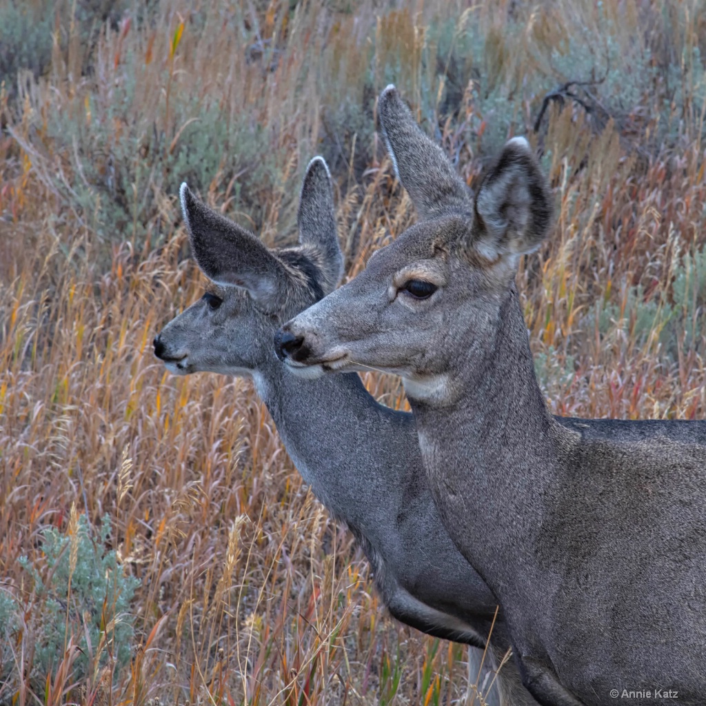 Two Deer - ID: 15634481 © Annie Katz