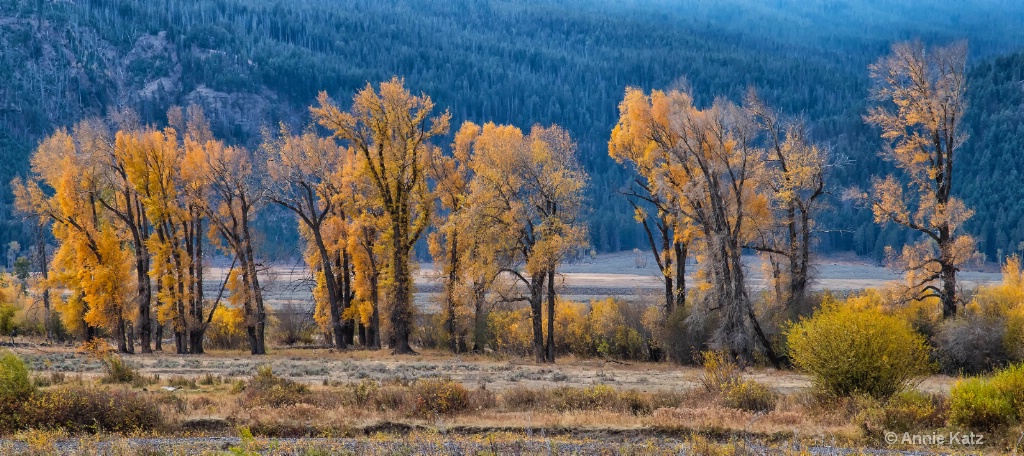 Yellowstone Autumn - ID: 15634490 © Annie Katz