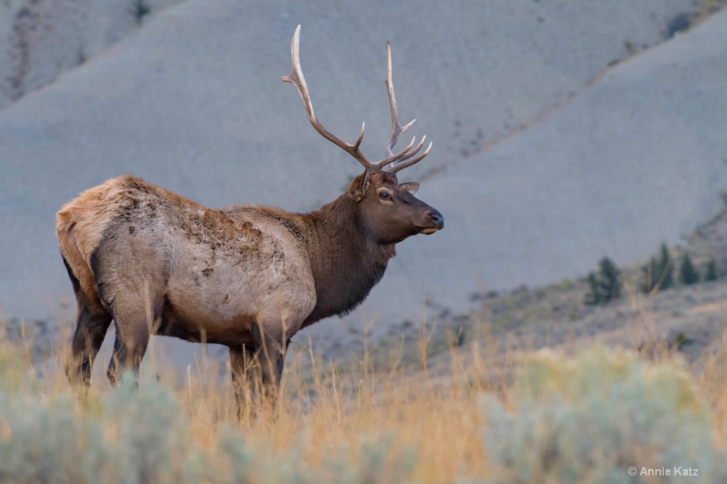 Yellowstone Elk - ID: 15634492 © Annie Katz