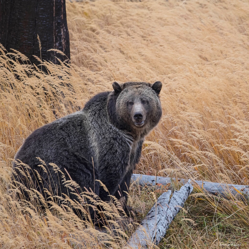 Yellowstone Grizzly Bear - ID: 15634494 © Annie Katz