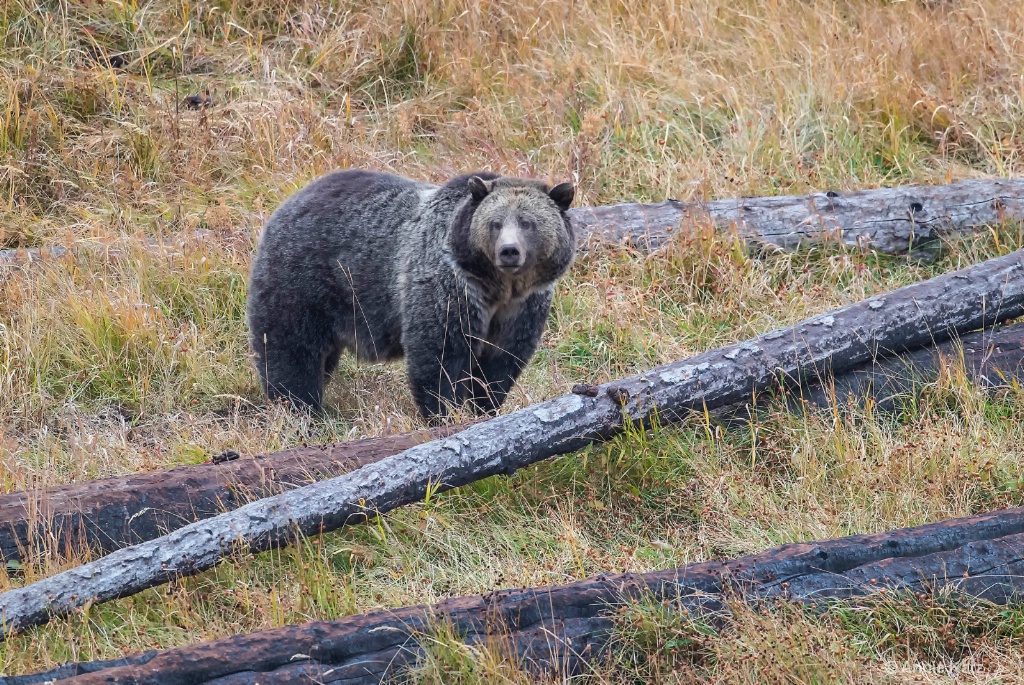 Yellowstone Grizzly - ID: 15634495 © Annie Katz