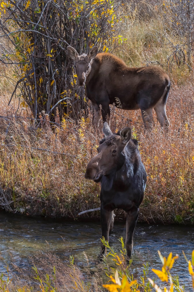 Yellowstone Moose  Baby - ID: 15634498 © Annie Katz