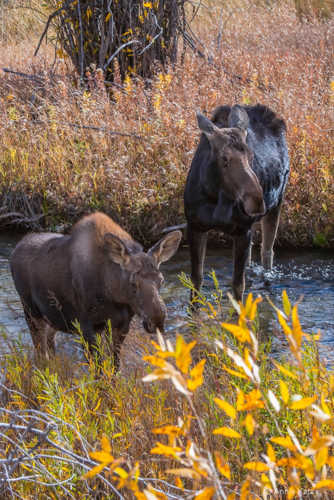 Yellowstone Moose - ID: 15634501 © Annie Katz