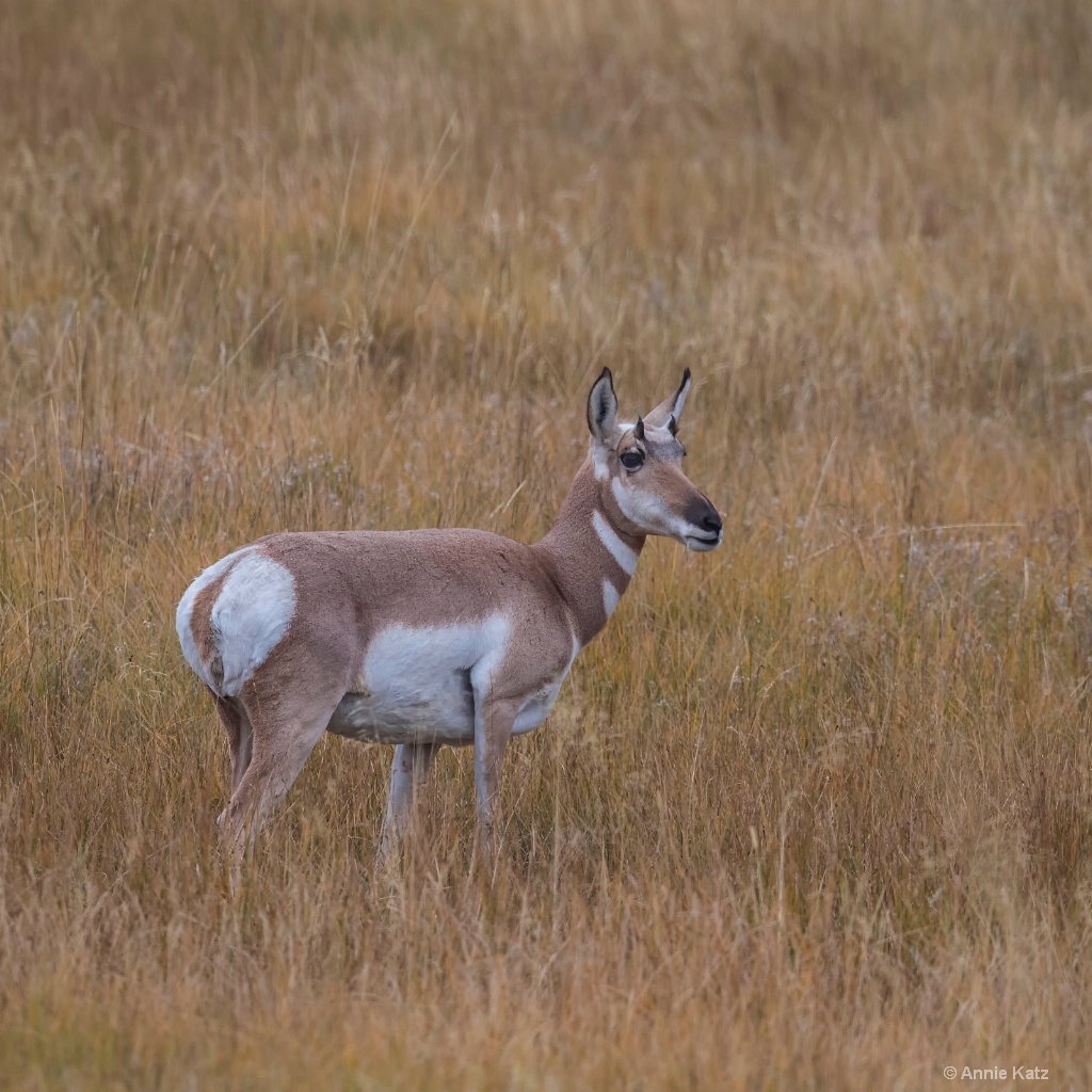 Young Male Pronghorn - ID: 15634506 © Annie Katz