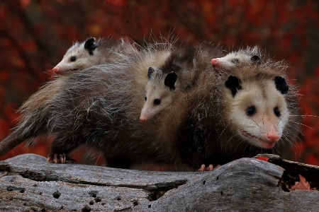 Opossum and Babies