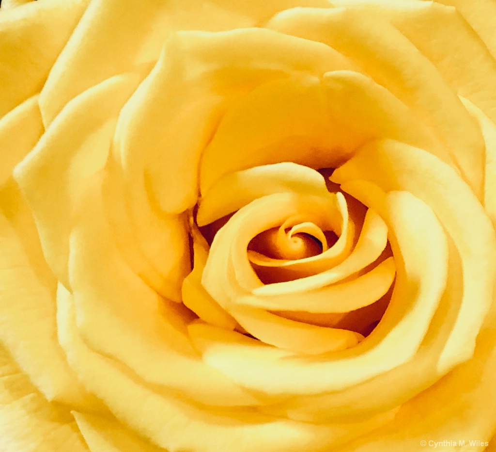 Layers of Butter  - ID: 15635002 © Cynthia M. Wiles