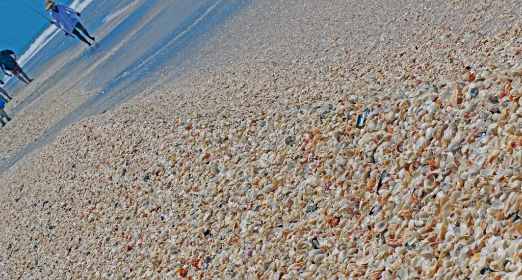 Some Sea Shells