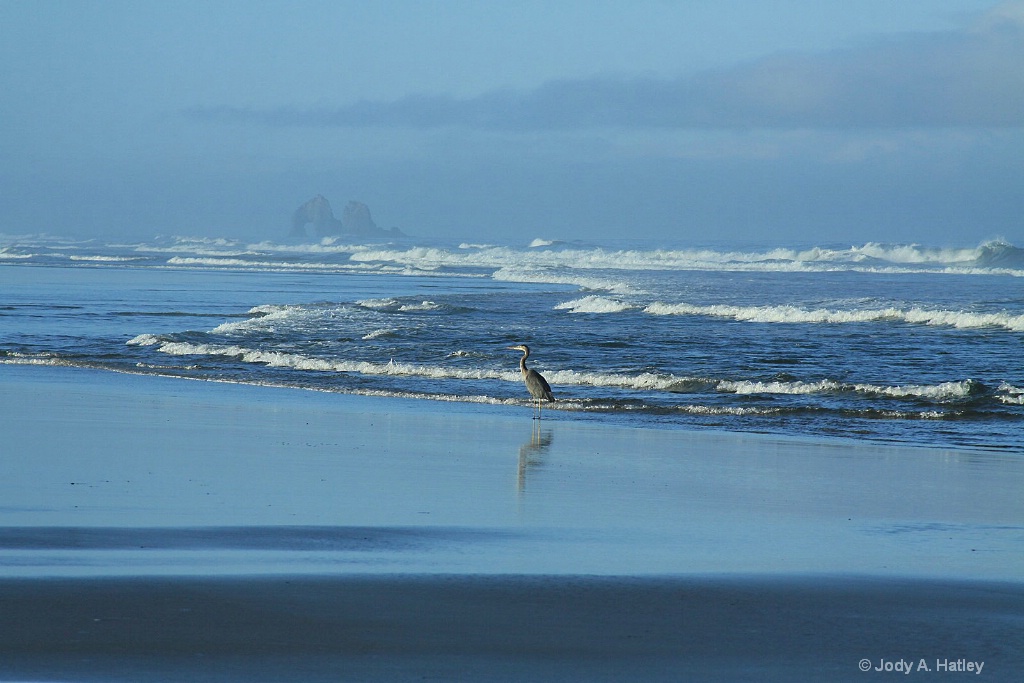 Blue Heron on Rockaway Beach Oregon - ID: 15635124 © Jody A. Hatley