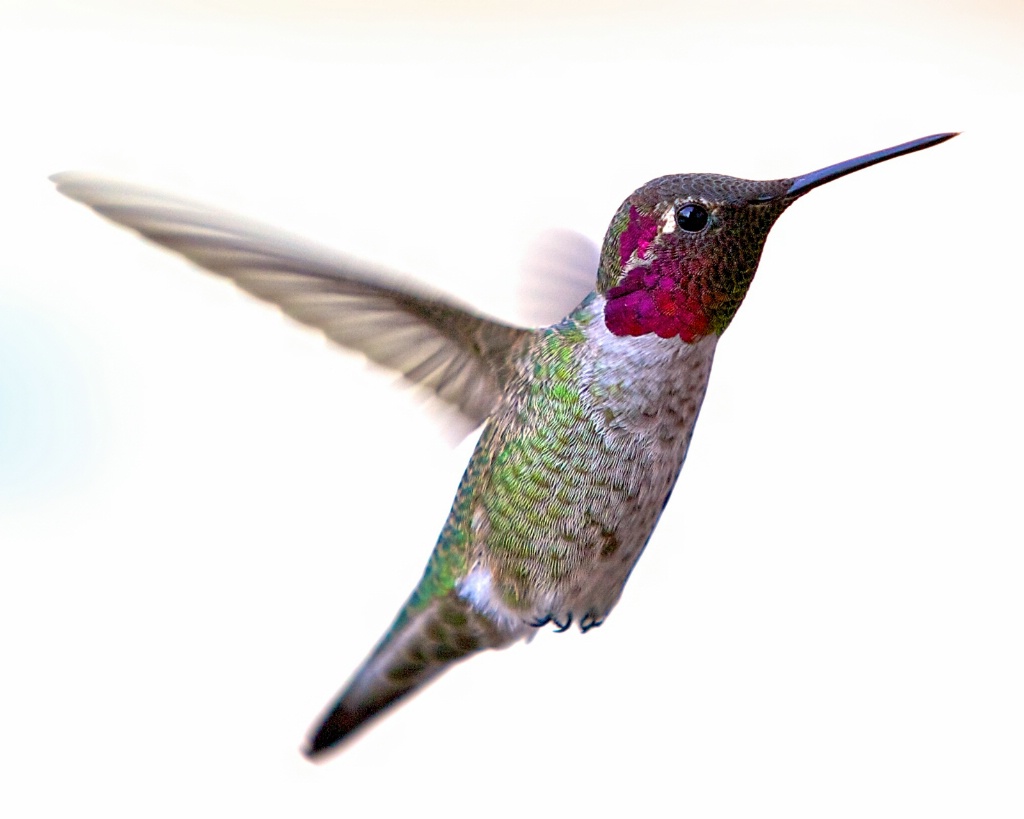 Anna's Hummingbird - ID: 15635161 © Terry Korpela
